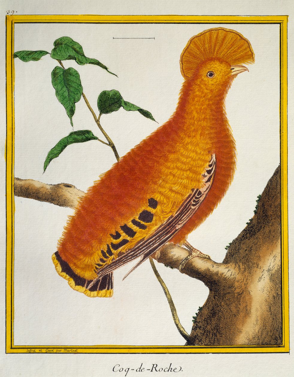 Guianan Cock-of-the-rock (Rupicola rupicola), fra Histoire naturelle des oiseaux af Francois Nicolas Martinet