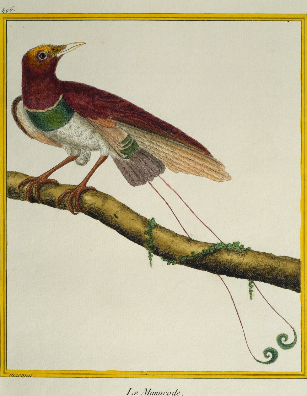 Konge-paradisfugl (Cicinnurus regius), fra Fuglenes Naturhistorie af Francois Nicolas Martinet