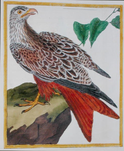 Drage, fra "Histoire Naturelle des Oiseaux" af Georges de Buffon (1707-88) udgivet i 1777 (farvestik) af Francois Nicolas Martinet