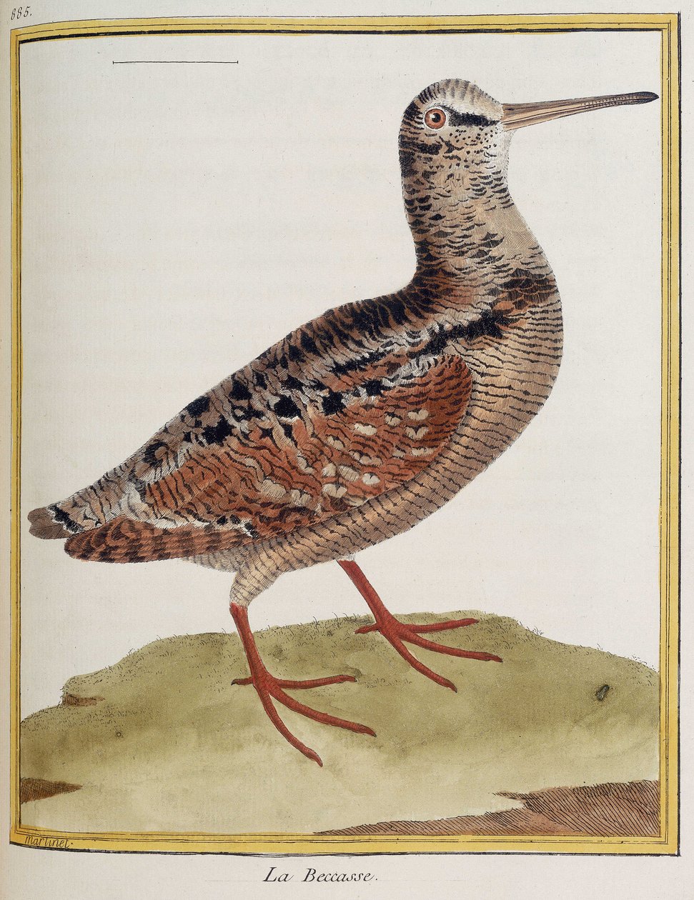 ""La becasse"", plade 885 af zoologi hentet fra ""History of birds"" af Francois Nicolas Martinet af Francois Nicolas Martinet