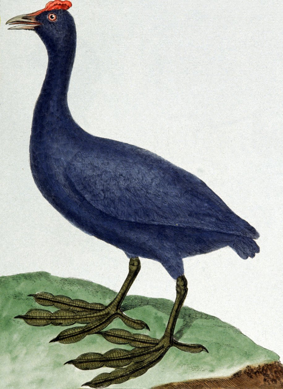 Madagaskar af Francois Nicolas Martinet