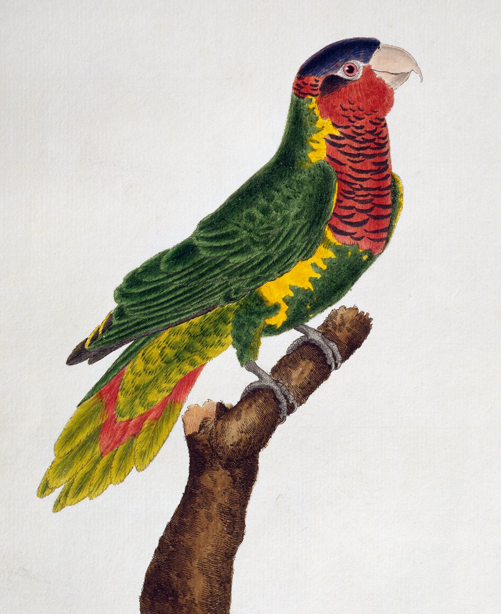 Udsmykket Lorikeet (Trichoglossus ornatus), fra Natural History of Birds af Francois Nicolas Martinet