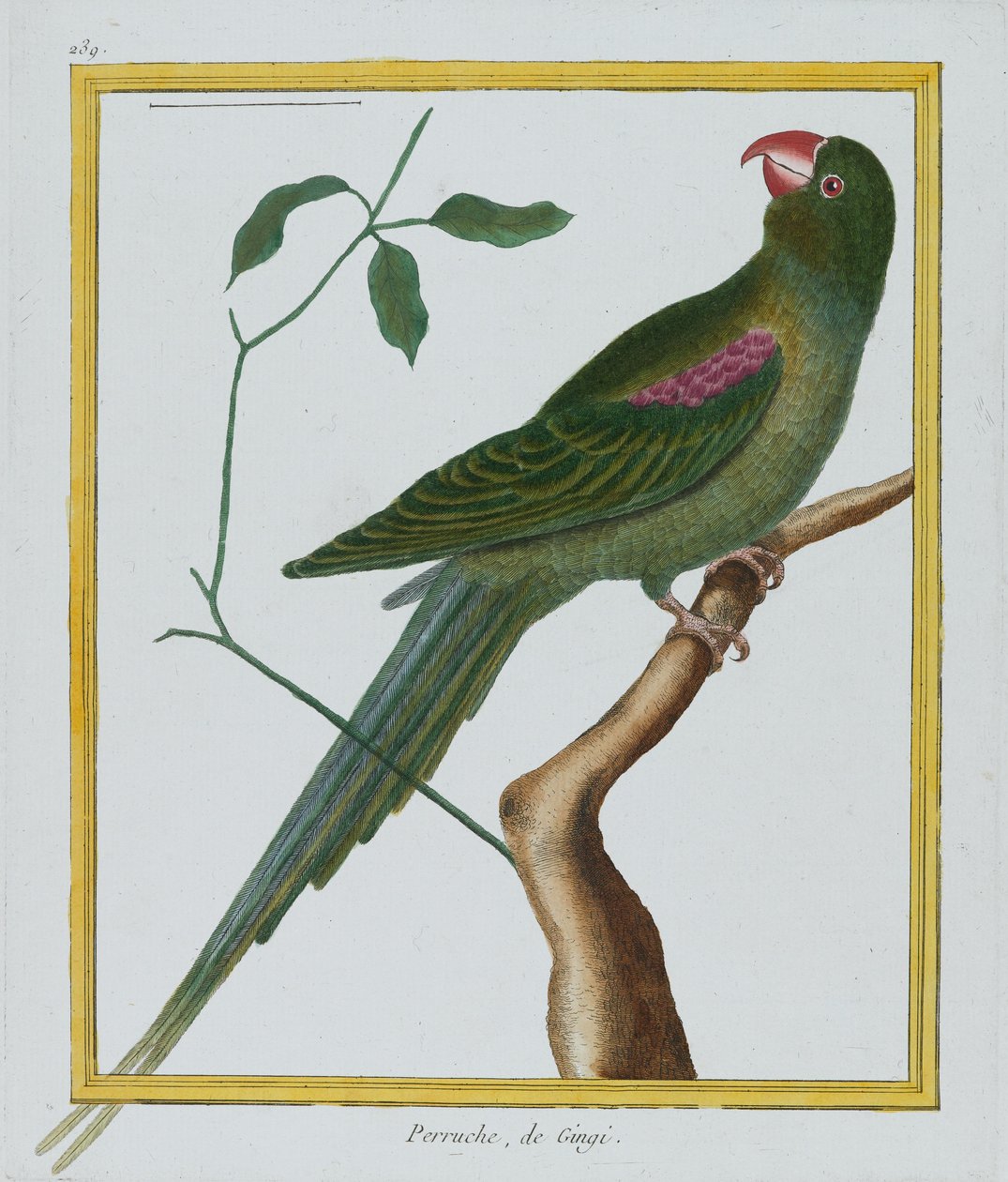 Perruche, de Gingi, ca. 1770-86 (håndfarvet gravering) af Francois Nicolas Martinet