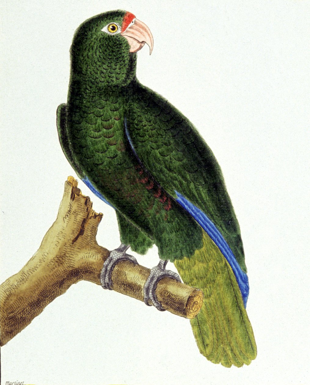 Santo Domingo papegøje af Francois Nicolas Martinet