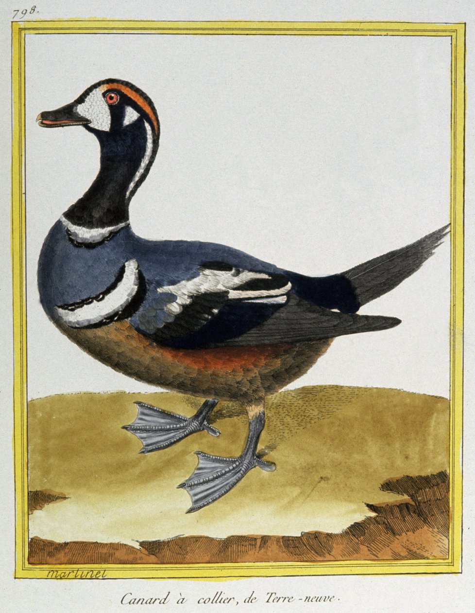 Videnskab. zoologi. And fra Newfoundland. Indgravering af Francois Nicolas Martinet i: Fuglenes naturhistorie, af Georges Louis Leclerc de Buffon, Frankrig, ca. 1777 (farvestik) af Francois Nicolas Martinet