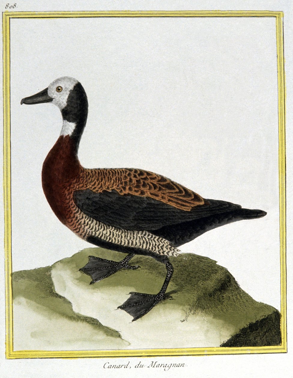 Videnskab. zoologi. eurasisk vie. Indgravering af Francois Nicolas Martinet i: Fuglenes naturhistorie, af Georges Louis Leclerc de Buffon, Frankrig, ca. 1777 (farvestik) af Francois Nicolas Martinet