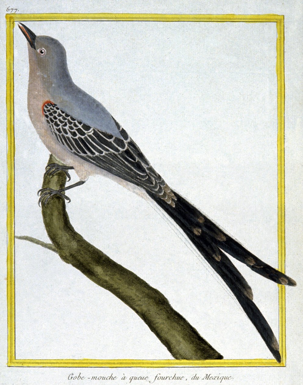 Videnskab. zoologi. Fluefanger af Mexico. Indgravering af Francois Nicolas Martinet i: Fuglenes naturhistorie, af Georges Louis Leclerc de Buffon, Frankrig, ca. 1777 (farvestik) af Francois Nicolas Martinet