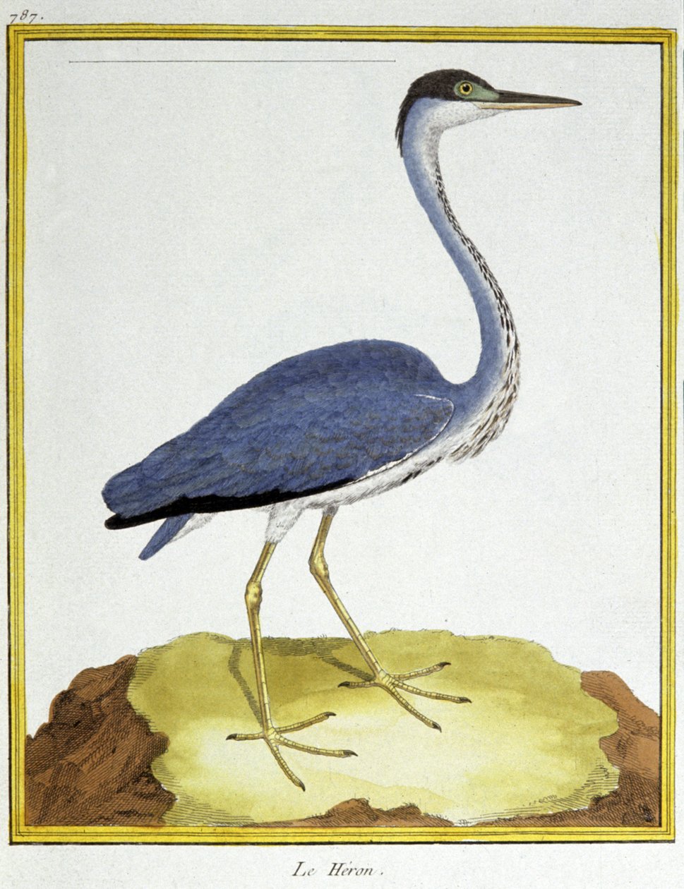 Videnskab. zoologi. Hejre. Indgravering af Francois Nicolas Martinet i: Fuglenes naturhistorie, af Georges Louis Leclerc de Buffon, Frankrig, ca. 1777 (farvestik) af Francois Nicolas Martinet