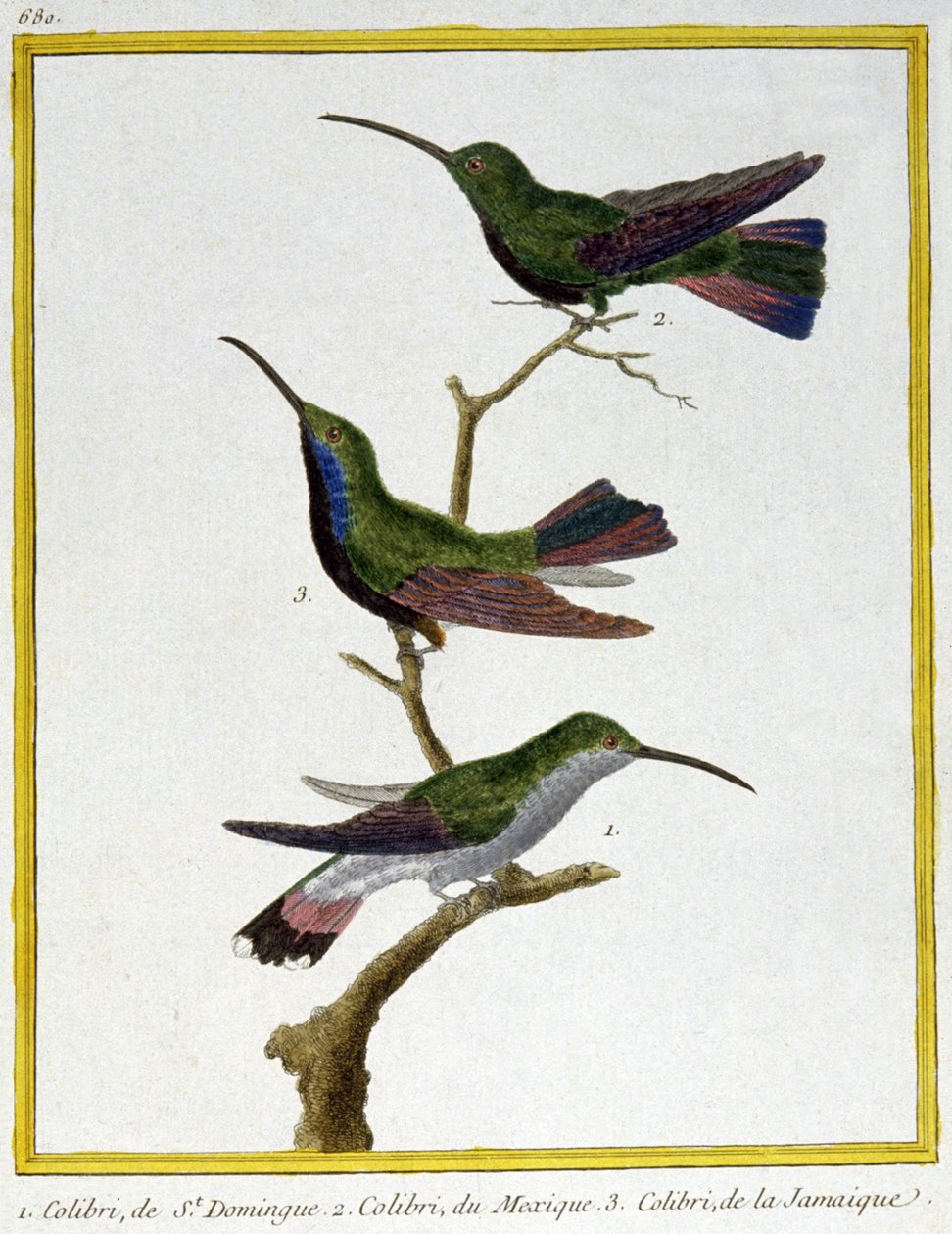 Videnskab. zoologi. Hummingbird fra Santo Domingo, Mexico og Jamaica. Indgravering af Francois Nicolas Martinet i: Fuglenes naturhistorie, af Georges Louis Leclerc de Buffon, Frankrig, ca. 1777 (farvestik) af Francois Nicolas Martinet