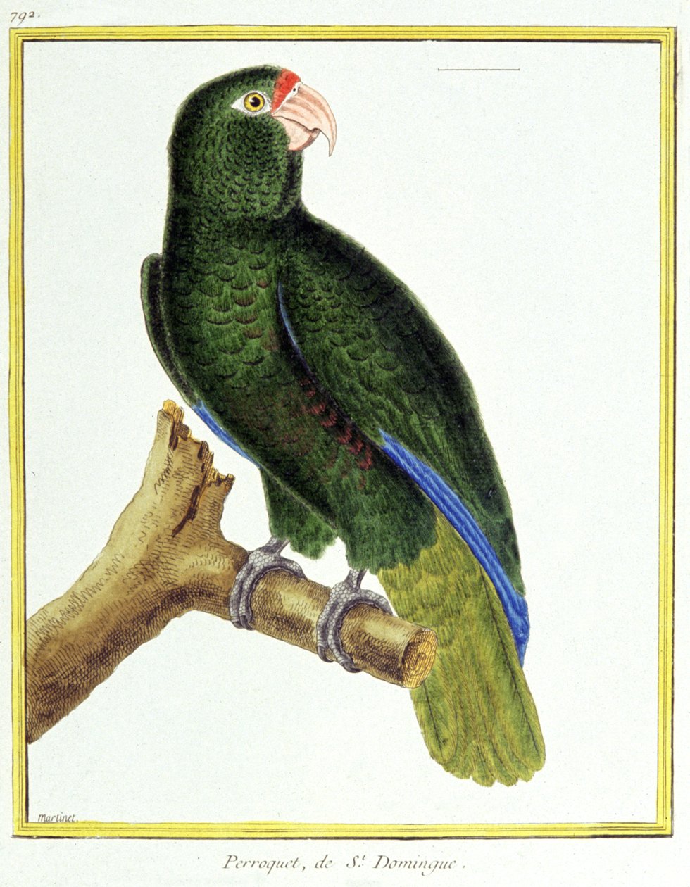 Videnskab. zoologi. Papegøje af Santo Domingo. Indgravering af Francois Nicolas Martinet i: Fuglenes naturhistorie, af Georges Louis Leclerc de Buffon, Frankrig, ca. 1777 (farvestik) af Francois Nicolas Martinet