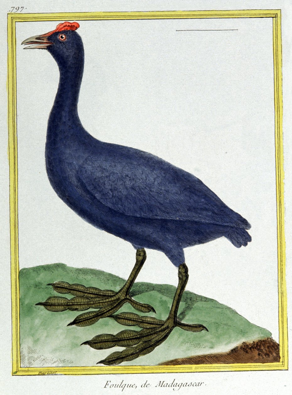 Videnskab. zoologi. Rød knoppet tude (fra Madagaskar). Indgravering af Francois Nicolas Martinet i: Fuglenes naturhistorie, af Georges Louis Leclerc de Buffon, Frankrig, ca. 1777 (farvestik) af Francois Nicolas Martinet