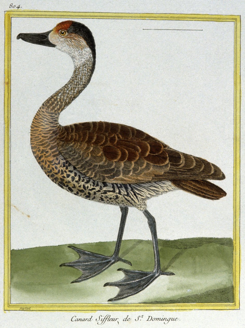 Videnskab. zoologi. Wigeon af Santo Domingo. Indgravering af Francois Nicolas Martinet i: Fuglenes naturhistorie, af Georges Louis Leclerc de Buffon, Frankrig, ca. 1777 (farvestik) af Francois Nicolas Martinet