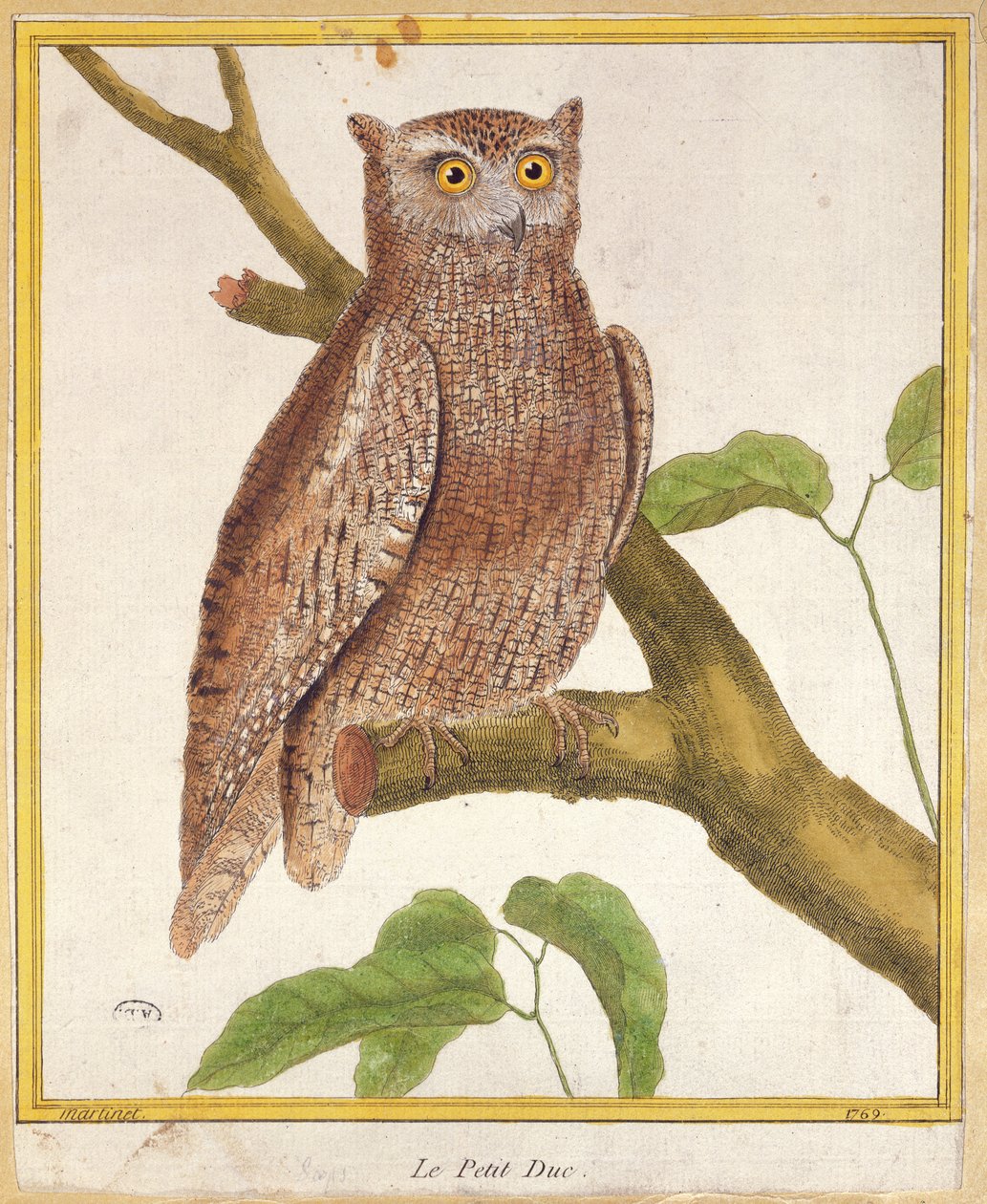 Scops Owl, fra 