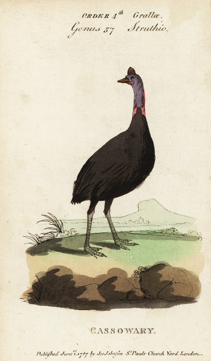Sydlig kasuar, Casuarius casuarius af Francois Nicolas Martinet