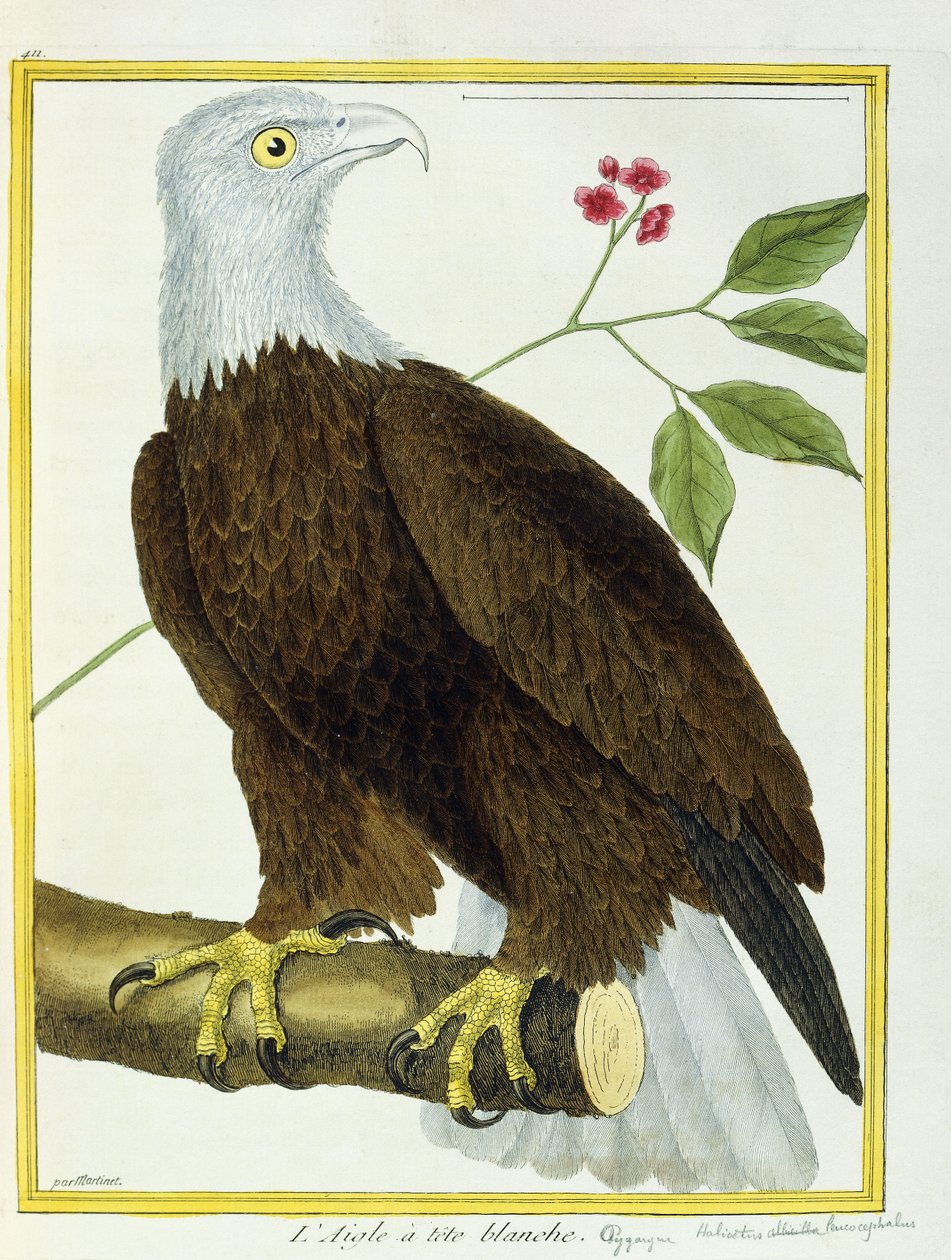 Hvidhovedørn, ca. 1770-1786 af Francois Nicolas Martinet