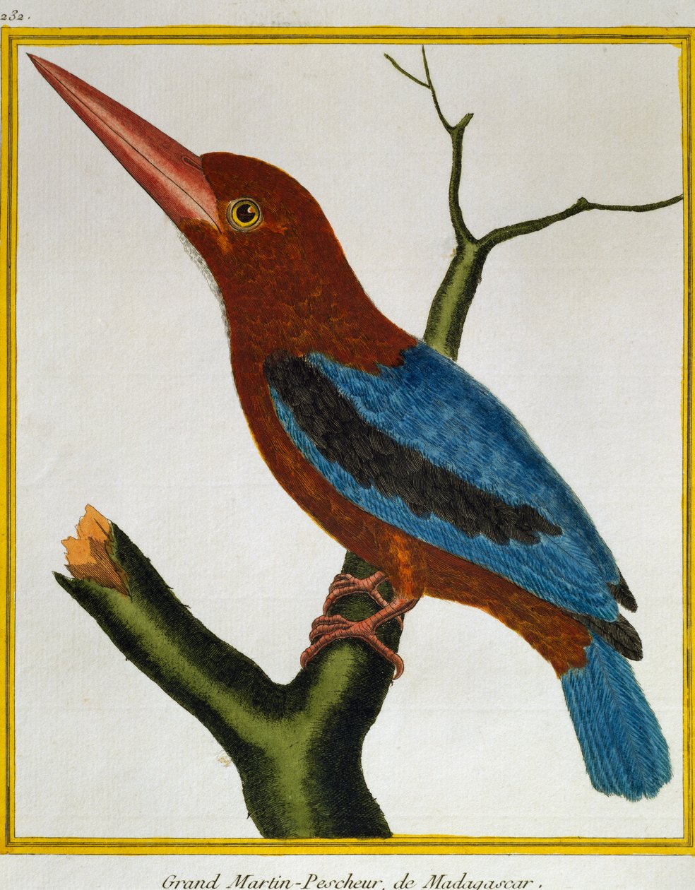 Hvidstrubet Kingfisher (Halcyon smyrnensis), fra Natural History of Birds af Francois Nicolas Martinet