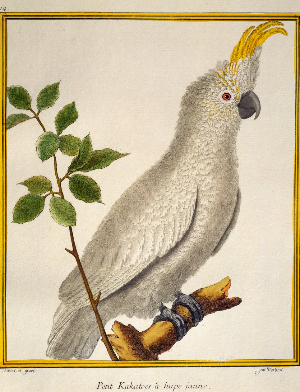 Gul-kakekakadue (Cacatua sulphurea), fra Natural History of Birds af Francois Nicolas Martinet
