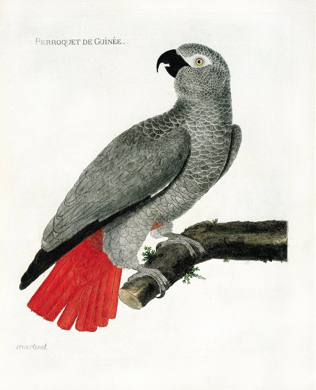Zoo (ornitologi): Guinee-papegøjen (grå papegøje eller psittacus erythacus) på en gren. Illustration i "Fuglenes historie, malet i deres udseende og følsomme aspekter" af Francois Nicolas Martinet (1731-1800). Privat samling. af Francois Nicolas Martinet