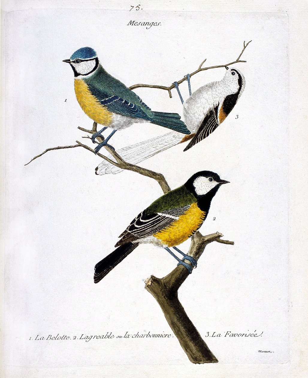 Zoologisk bestyrelse (ornitologi): Mesanges. 1: belotten (blå mesange eller optrådte caeruleus), 2. den behagelige eller charbonniere (mesange charbonniere eller parus major. 3. Den begunstigede (langhalet mesange eller aegithalos caudatus) på en gren. Ill af Francois Nicolas Martinet