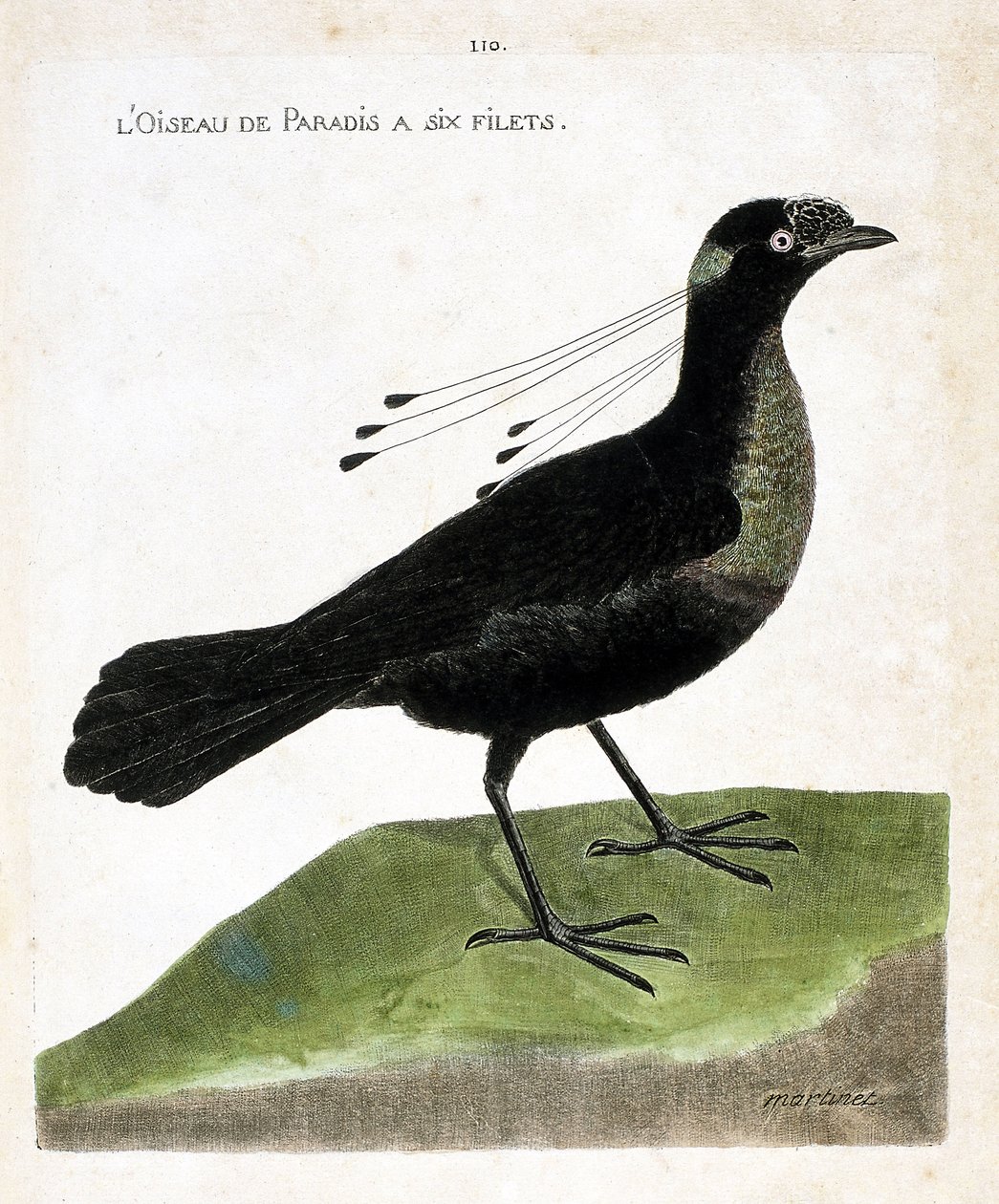 Zoologisk bord (ornitologi): Paradisfuglen har seks net (wahnes paradis eller wahnesi patoria). Illustration i "Fuglenes historie, malet i deres udseende og følsomme aspekter" af Francois Nicolas Martinet (1731-1800). Privat samling. af Francois Nicolas Martinet