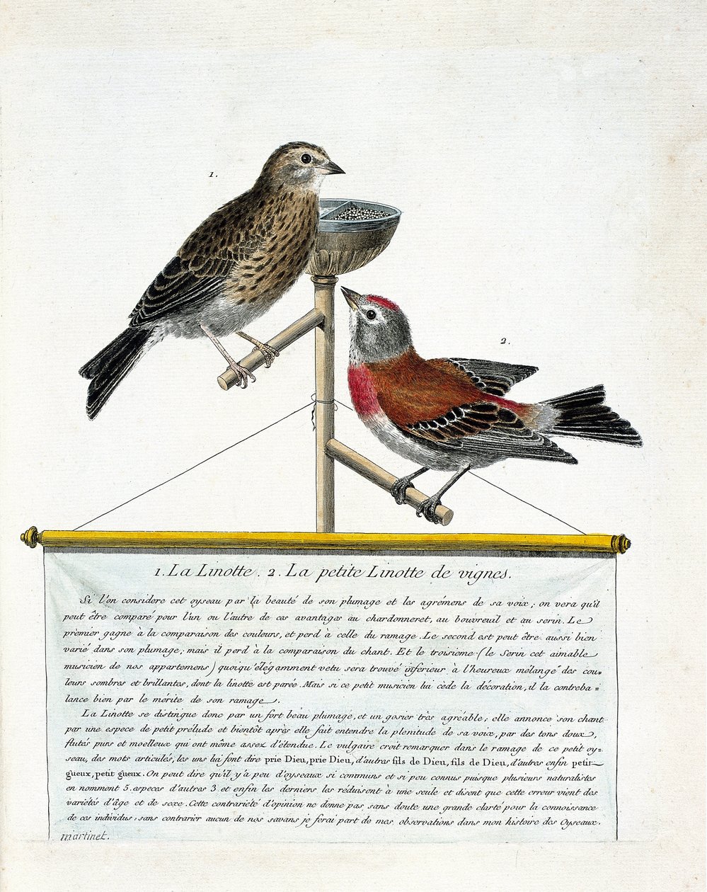 Zoologisk tavle (ornitologi): fra top til bund: Linotten (melodiagtig linotte) og den lille linotte af vinstokkene (carduelis cannabina) på en aborre. Illustration i "Fuglenes historie, malet i deres udseende og følsomme aspekter" af Francoi af Francois Nicolas Martinet