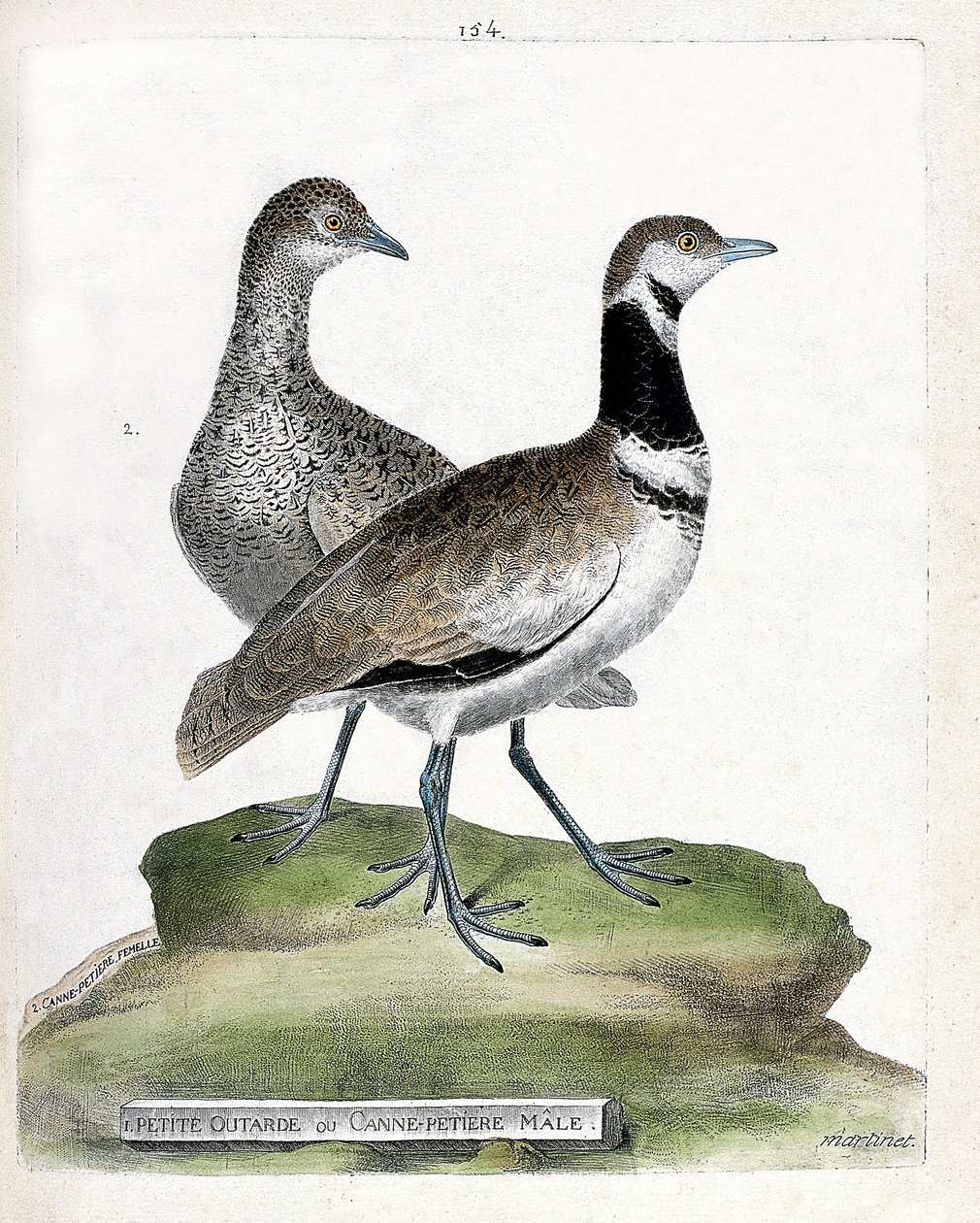 Zoologisk tavle (ornitologi): forside: lille bustard eller lille hanstok og bagside: hun small cane (canepetiere bustard eller tetrax tetrax). Illustration i "Fuglenes historie, malet i deres udseende og følsomme aspekter" af Francois Nicolas Mar af Francois Nicolas Martinet