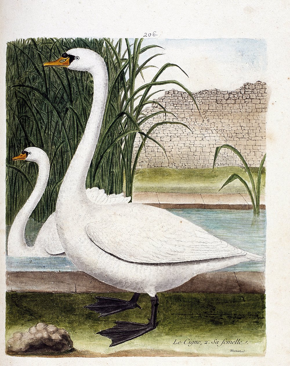 Zoologisk tavle (ornitologi): foran: svanen og bagved dens hun (knoldsvane eller cygnus olor). Illustration i "Fuglenes historie, malet i deres udseende og følsomme aspekter" af Francois Nicolas Martinet (1731-1800). Privat samling. af Francois Nicolas Martinet
