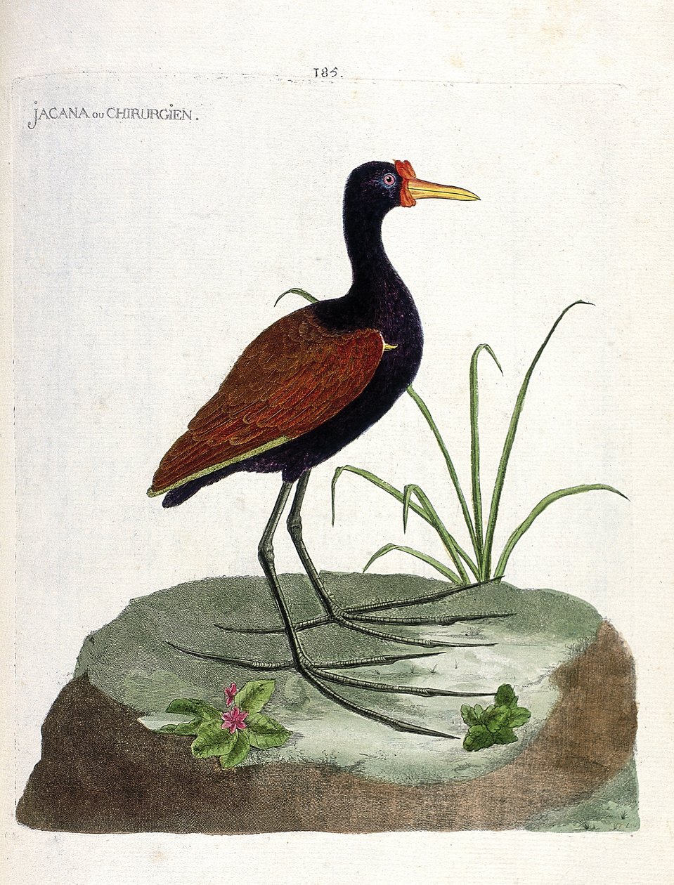 Zoologisk bestyrelse (ornitologi): jacana eller kirurg (jacana noir eller jacana jacaa). Illustration i "Fuglenes historie, malet i deres udseende og følsomme aspekter" af Francois Nicolas Martinet (1731-1800). Privat samling. af Francois Nicolas Martinet