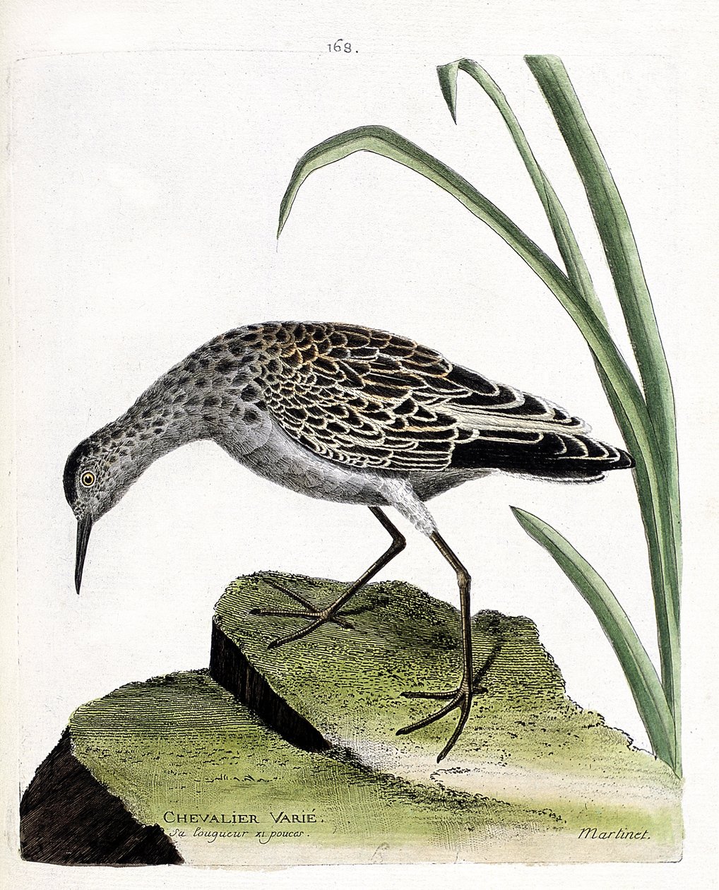 Zoologisk bord (ornitologi): ridder varierer (fighter varierer eller philomachus pugnax). Illustration i "Fuglenes historie, malet i deres udseende og følsomme aspekter" af Francois Nicolas Martinet (1731-1800). Privat samling. af Francois Nicolas Martinet