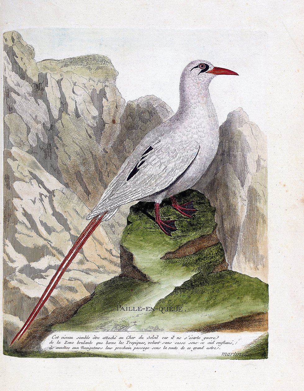 Zoologisk tavle (ornitologi): halehalm (halmhale eller rødstrenget phaeton eller rubricauda). Illustration i "Fuglenes historie, malet i deres udseende og følsomme aspekter" af Francois Nicolas Martinet (1731-1800). Privat samling. af Francois Nicolas Martinet