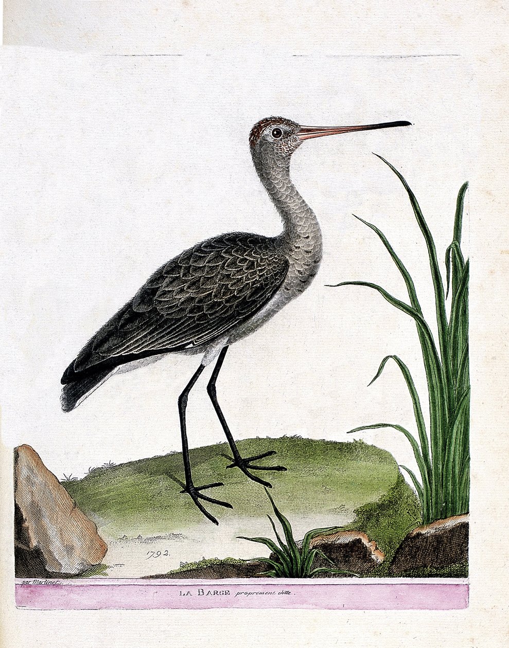 Zoologisk bord (ornitologi): selve prammen (sorthalet pram eller limosa limosa). Illustration i "Fuglenes historie, malet i deres udseende og følsomme aspekter" af Francois Nicolas Martinet (1731-1800). Privat samling. af Francois Nicolas Martinet