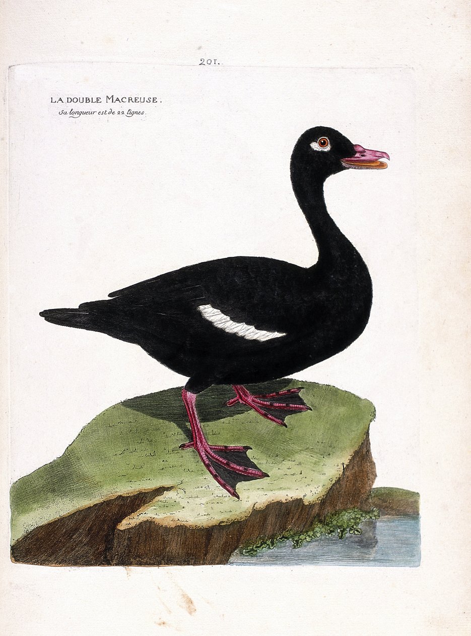 Zoologisk tavle (ornitologi): den dobbelte skov (brun spjæld eller melanitta fusca). Illustration i "Fuglenes historie, malet i deres udseende og følsomme aspekter" af Francois Nicolas Martinet (1731-1800). Privat samling. af Francois Nicolas Martinet