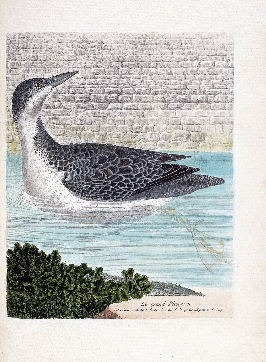 Zoologisk bord (ornitologi): det store dyk (imbrin dip eller gavia immer). Illustration i "Fuglenes historie, malet i deres udseende og følsomme aspekter" af Francois Nicolas Martinet (1731-1800). Privat samling. af Francois Nicolas Martinet