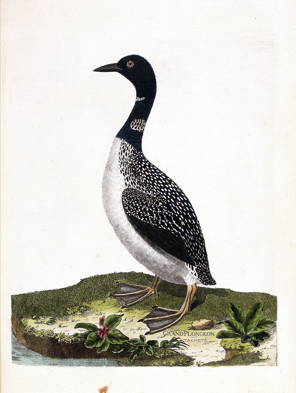 Zoologisk tavle (ornitologi): det store pletdyk (imstrand dykning eller gavia immer). Illustration i "Fuglenes historie, malet i deres udseende og følsomme aspekter" af Francois Nicolas Martinet (1731-1800). Privat samling. af Francois Nicolas Martinet