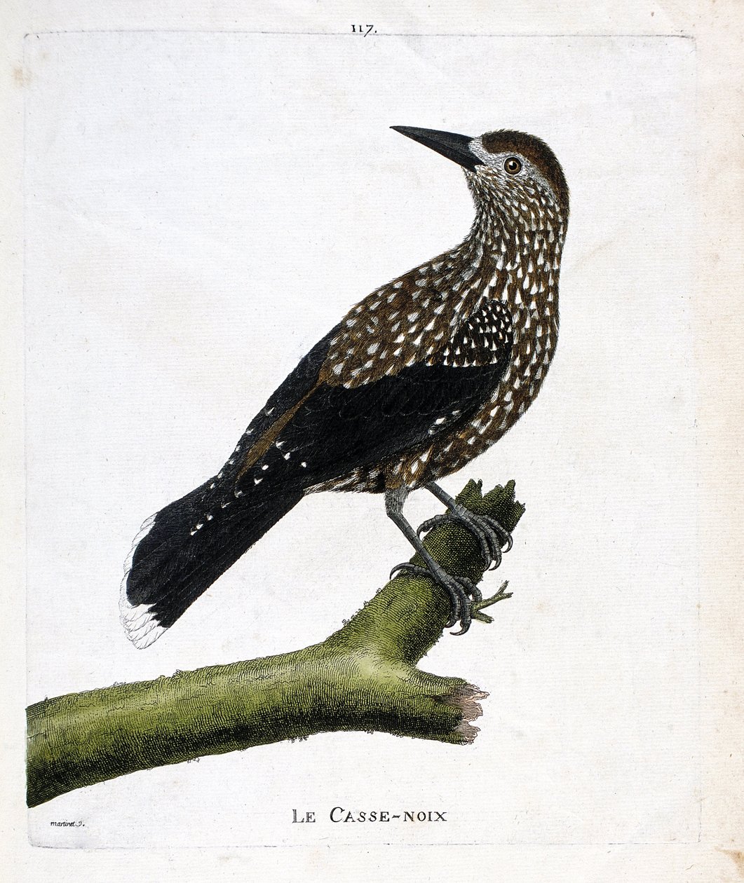 Zoologisk tavle (ornitologi): nøddeknækkeren (fluenød eller nucifraga caryocatacts) på en gren. Illustration i "Fuglenes historie, malet i deres udseende og følsomme aspekter" af Francois Nicolas Martinet (1731-1800). Privat samling. af Francois Nicolas Martinet