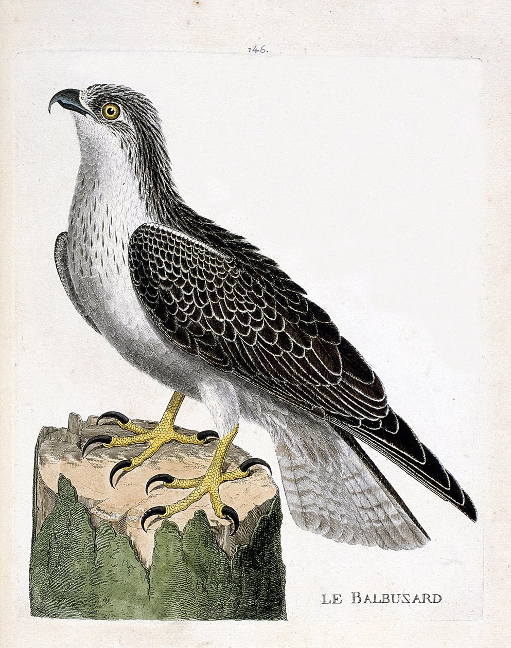 Zoologisk bord (ornitologi): fiskeørnen (ørn eller pandion haliaetus). Illustration i "Fuglenes historie, malet i deres udseende og følsomme aspekter" af Francois Nicolas Martinet (1731-1800). Privat samling. af Francois Nicolas Martinet