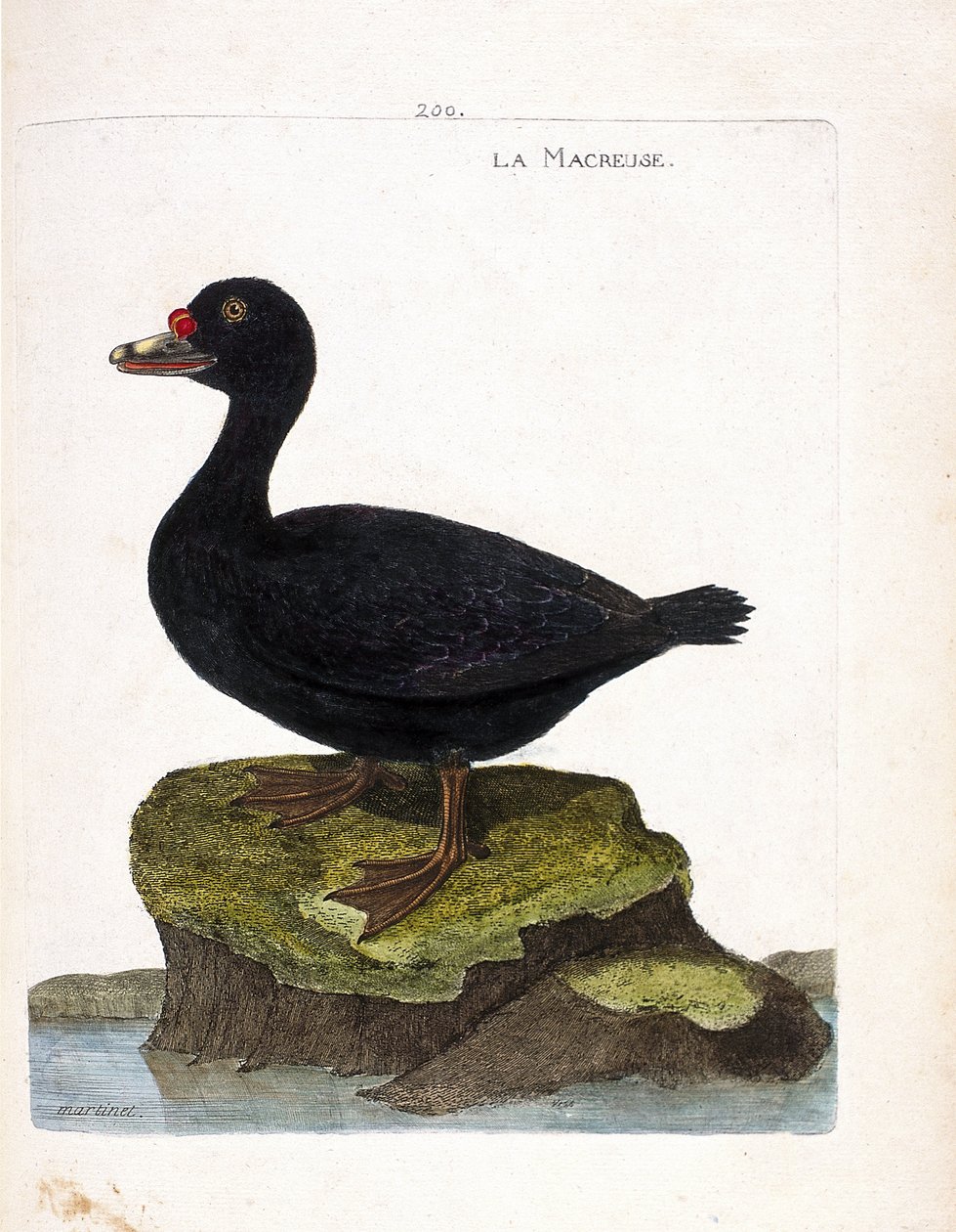 Zoologisk tavle (ornitologi): skjærefuglen (sortskær eller melanitta nigra). Illustration i "Fuglenes historie, malet i deres udseende og følsomme aspekter" af Francois Nicolas Martinet (1731-1800). Privat samling. af Francois Nicolas Martinet