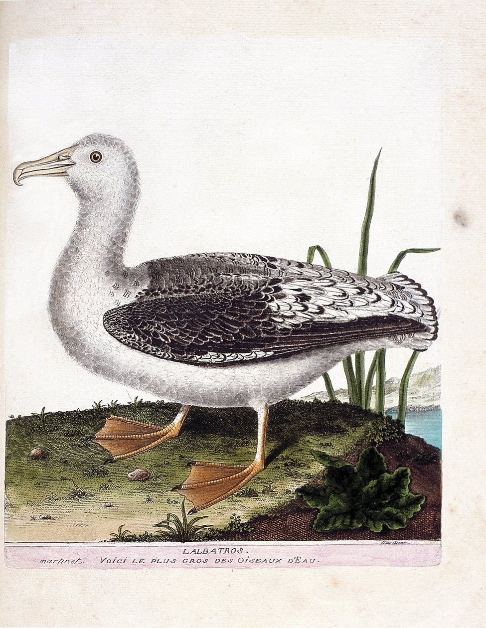 Zoologisk kort (ornitologi): Albatros (brylealbatros eller diomedea exulans). Illustration i "Fuglenes historie, malet i deres udseende og følsomme aspekter" af Francois Nicolas Martinet (1731-1800). Privat samling. af Francois Nicolas Martinet