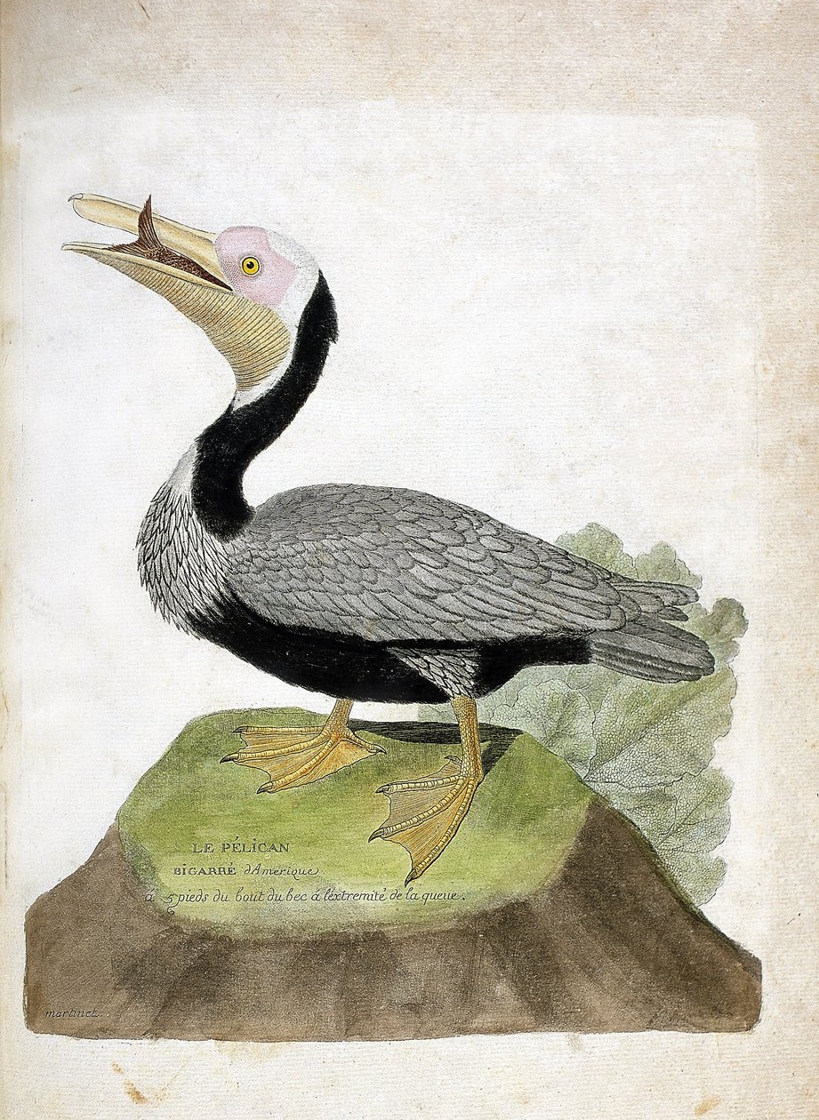 Zoologisk diagram (ornitologi): Amerikansk bigarre pelikan (pelikan brun eller pelicanus occidentalis). Illustration i "Fuglenes historie, malet i deres udseende og følsomme aspekter" af Francois Nicolas Martinet (1731-1800). Privat samling. af Francois Nicolas Martinet