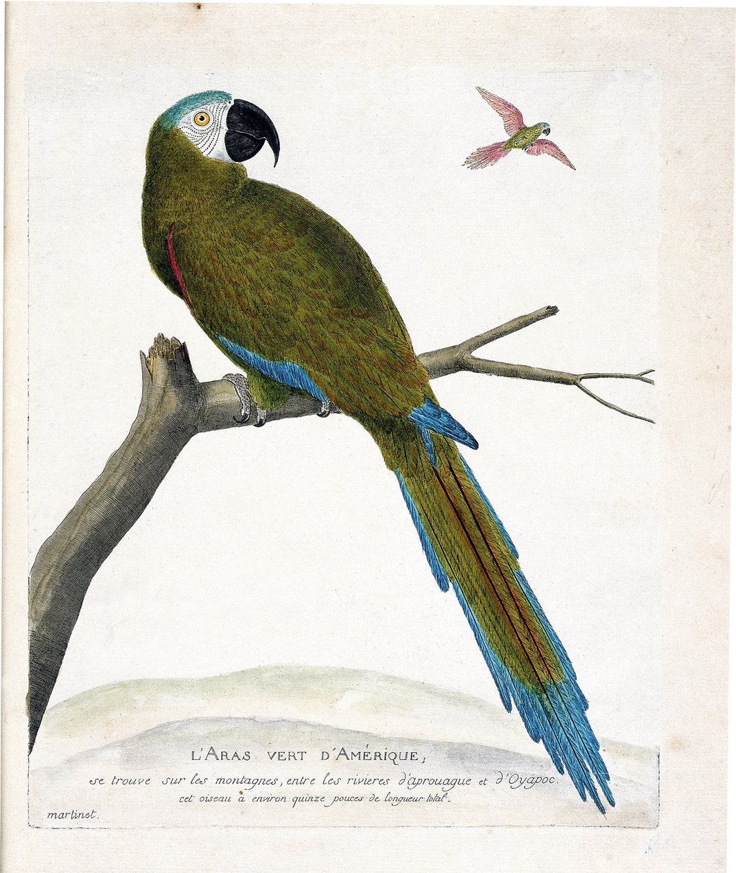 Zoologisk diagram (ornitologi): Amerikanske grønne aras (Ara vert eller ara severa) på en gren. Illustration i "Fuglenes historie, malet i deres udseende og følsomme aspekter" af Francois Nicolas Martinet (1731-1800). Privat samling. af Francois Nicolas Martinet