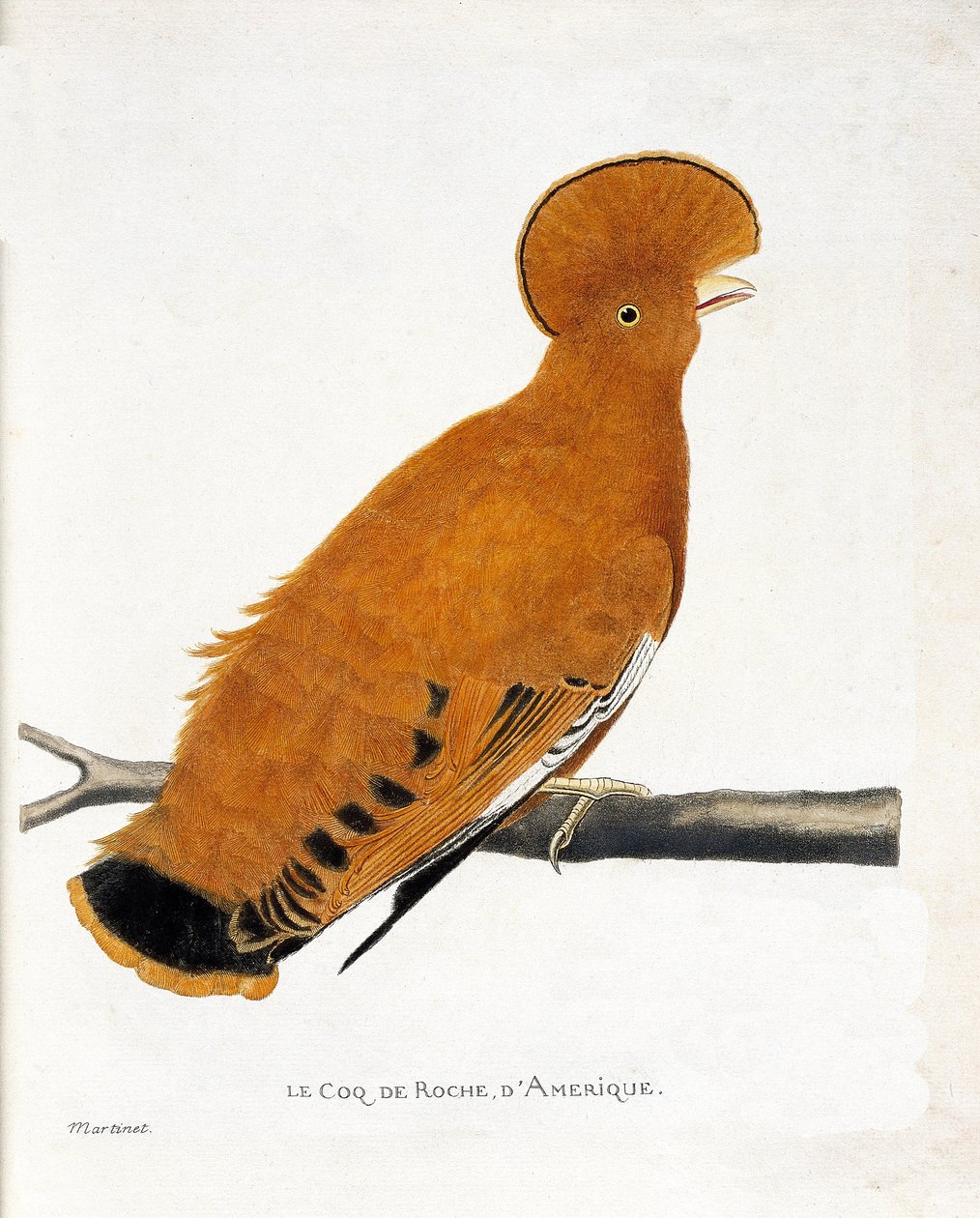 Zoologisk diagram (ornitologi): Amerikansk stenhane (orange hane eller rupicola rupicola) på en gren af Francois Nicolas Martinet