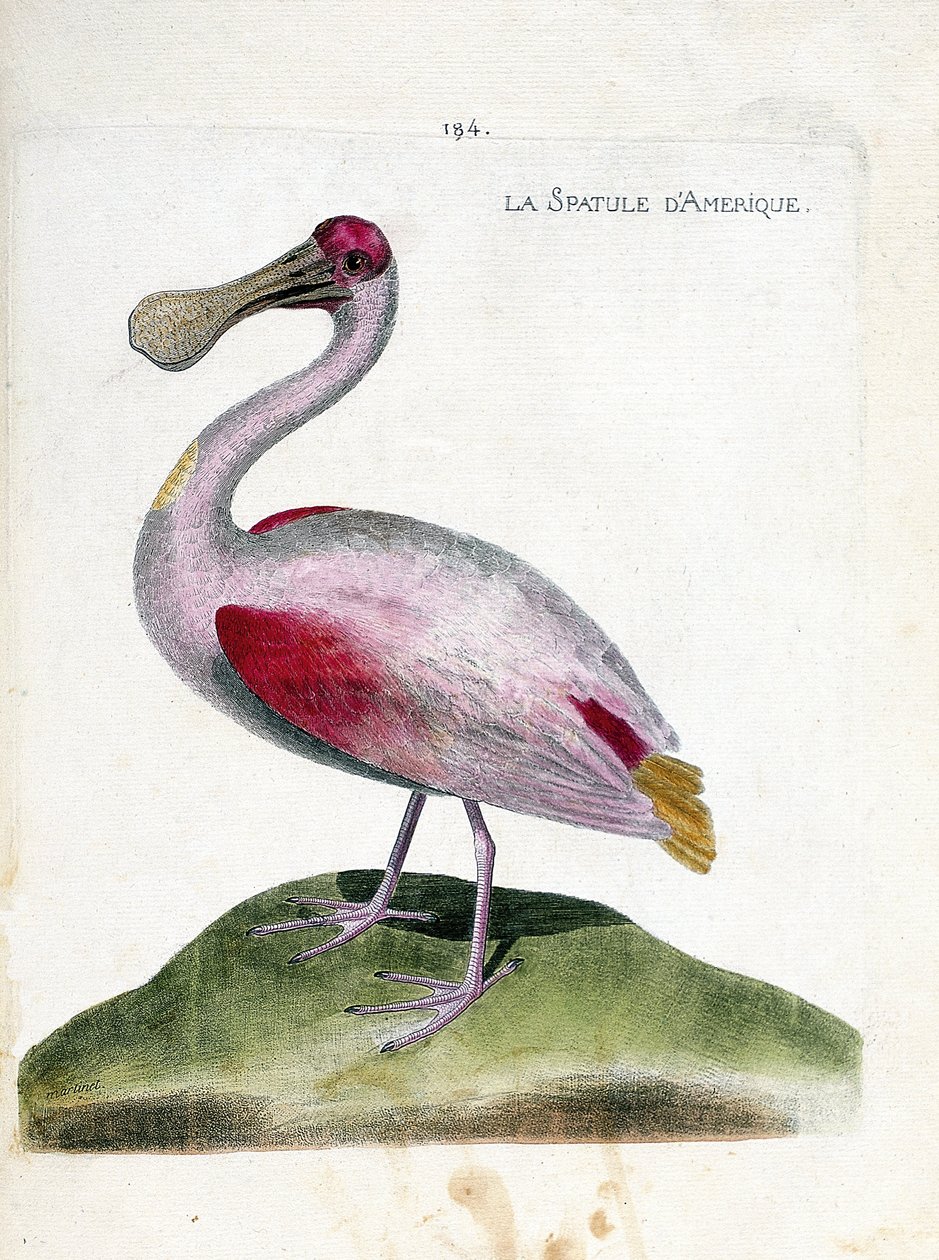 Zoologisk diagram (ornitologi): Amerikansk spatel (lyserød spatel eller platalea ajaja). Illustration i "Fuglenes historie, malet i deres udseende og følsomme aspekter" af Francois Nicolas Martinet (1731-1800). Privat samling. af Francois Nicolas Martinet