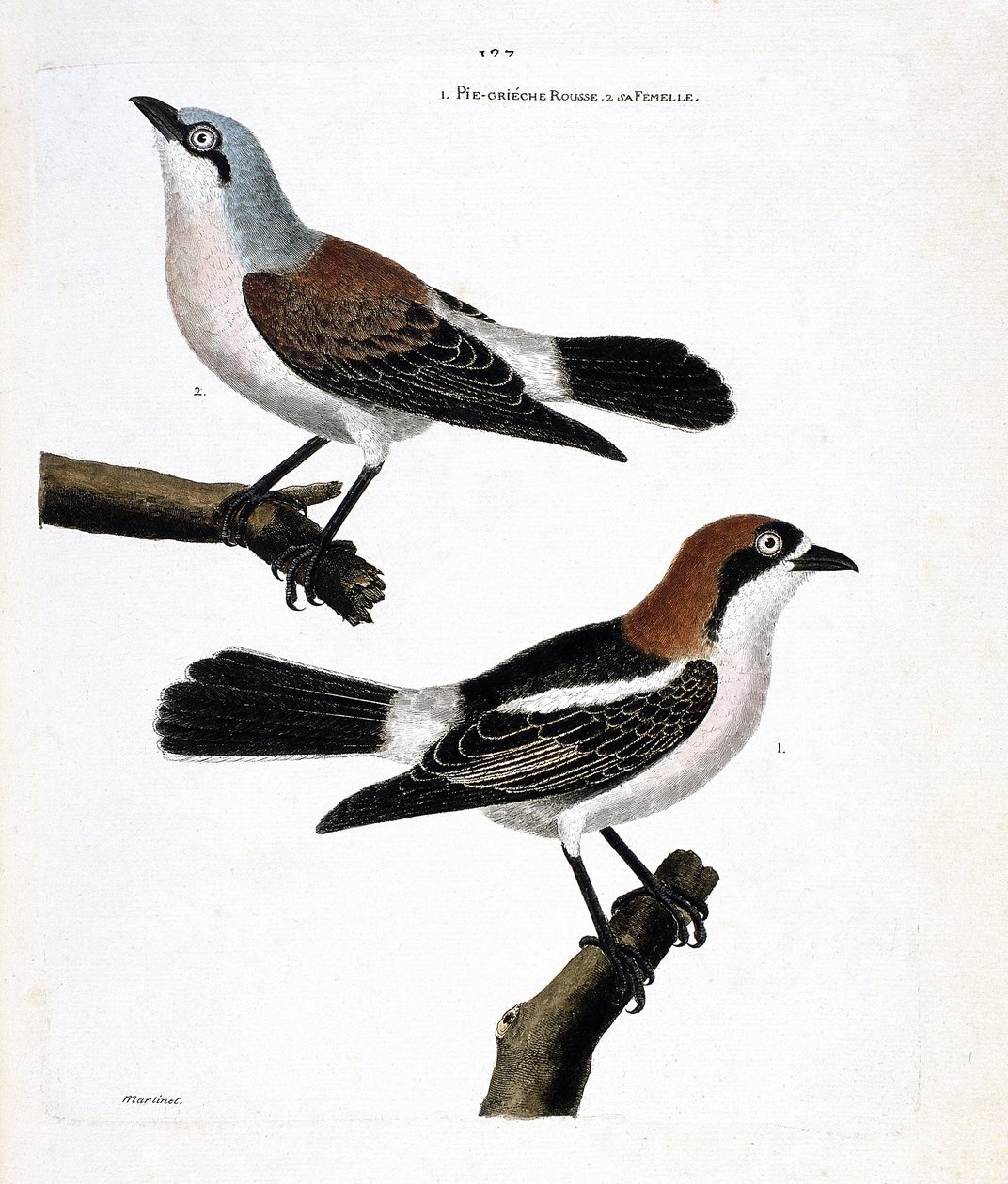 Zoologisk diagram (ornitologi): Nederst: den rødhårede grieche eller grieche et rødhåret hoved (lanius senator) og dens kvinde (grieche ecorcheur eller lanius collurio) på den øverste gren af Francois Nicolas Martinet