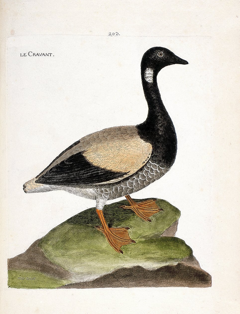 Zoologisk kort (ornitologi): Brant (brant eller branta bernicla). Illustration i "Fuglenes historie, malet i deres udseende og følsomme aspekter" af Francois Nicolas Martinet (1731-1800). Privat samling. af Francois Nicolas Martinet