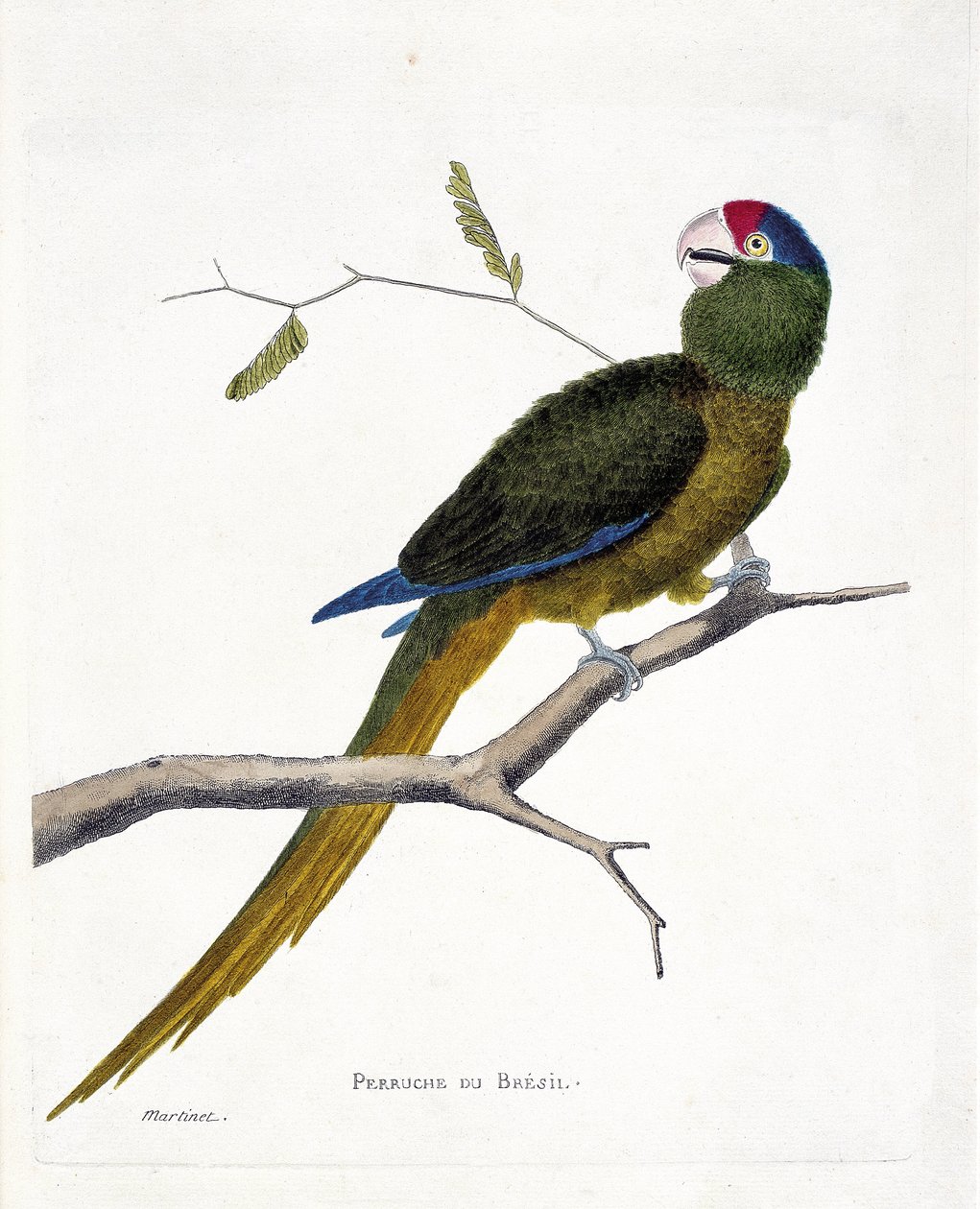 Zoologisk kort (ornitologi): Brasiliansk parakit (rød-pande conure eller aratinga canicularis) på en gren. Illustration i "Fuglenes historie, malet i deres udseende og følsomme aspekter" af Francois Nicolas Martinet (1731-1800). Privat kol af Francois Nicolas Martinet