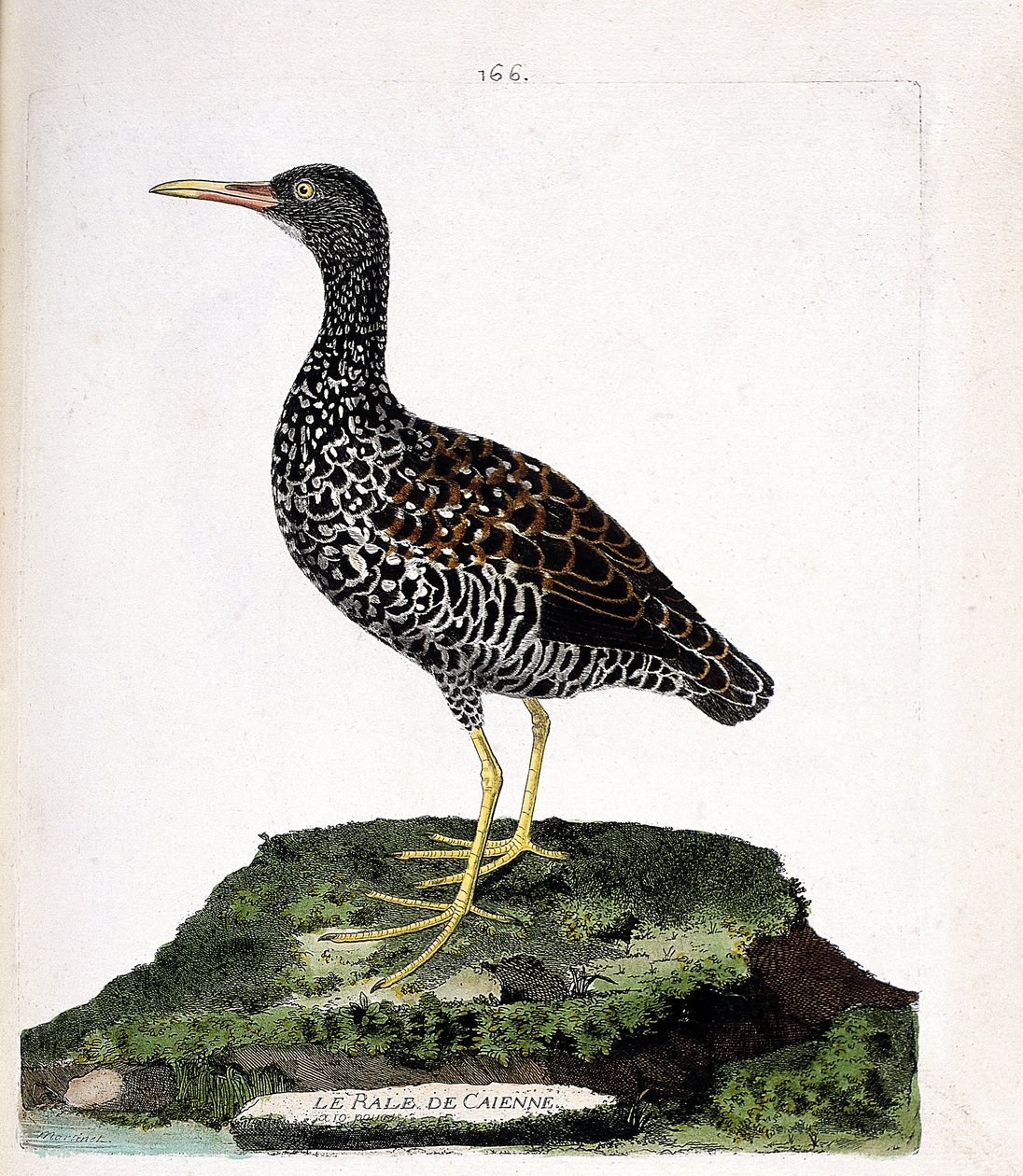 Zoologisk diagram (ornitologi): Caienne