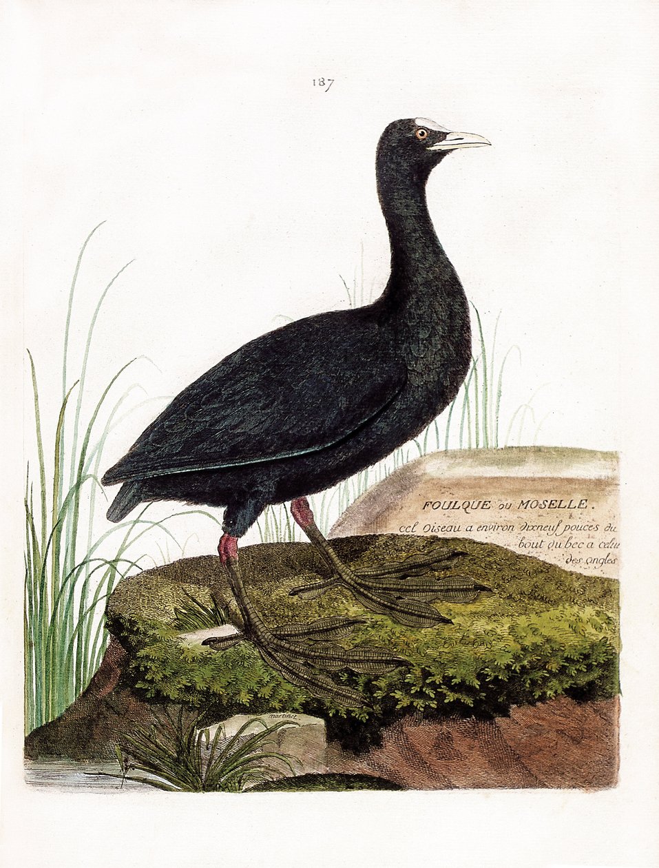Zoologisk kort (ornitologi): Høns eller Mosel (Macroule tremmeseng eller fulica atra). Illustration i "Fuglenes historie, malet i deres udseende og følsomme aspekter" af Francois Nicolas Martinet (1731-1800). Privat samling. af Francois Nicolas Martinet