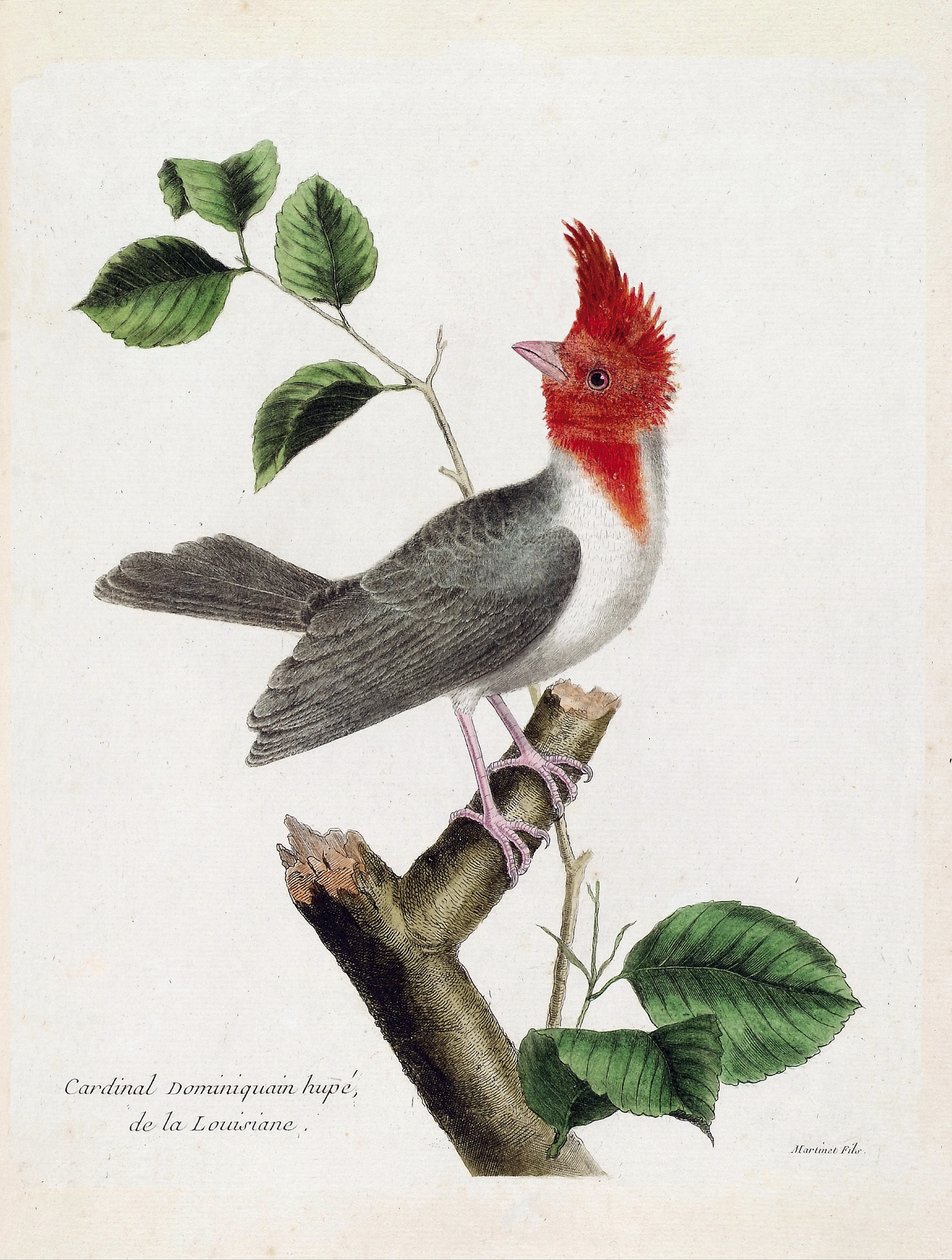 Zoologisk kort (ornitologi): Dominikanske kardinal Hupe (parare huppe eller paroaria coronata) på en gren. Illustration i "Fuglenes historie, malet i deres udseende og følsomme aspekter" af Francois Nicolas Martinet (1731-1800). Private samlinger af Francois Nicolas Martinet