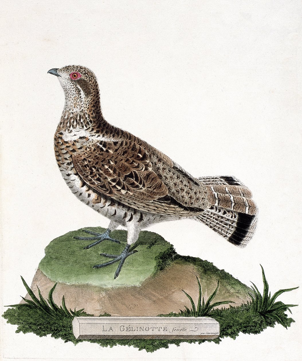 Zoologisk diagram (ornitologi): Hungelinotte (trægelinotte eller bonasia bonasia). Illustration i "Fuglenes historie, malet i deres udseende og følsomme aspekter" af Francois Nicolas Martinet (1731-1800). Privat samling. af Francois Nicolas Martinet