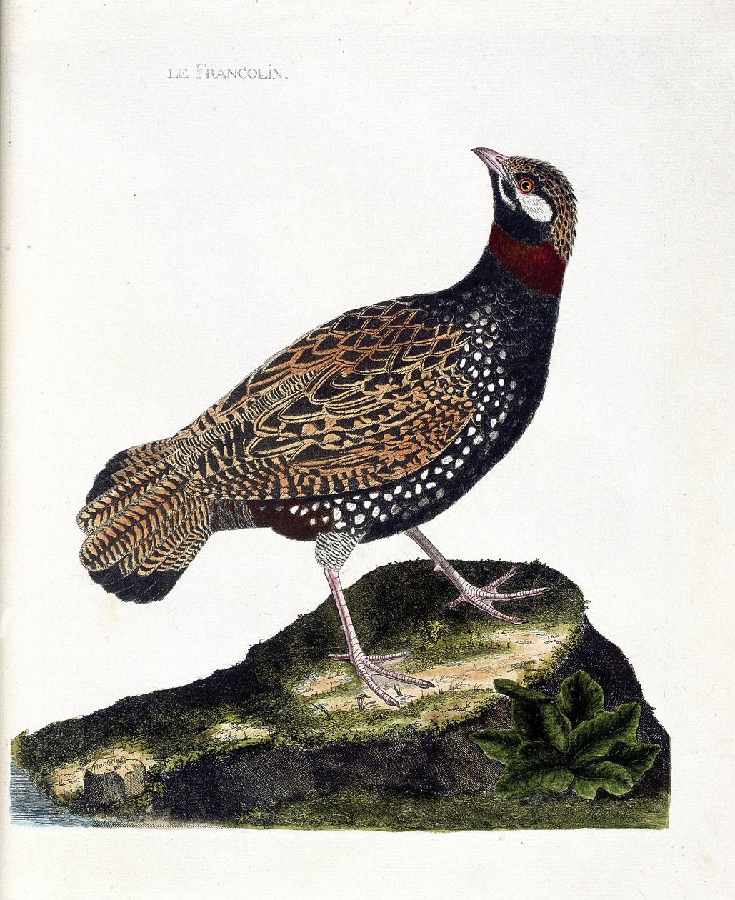 Zoologisk kort (ornitologi): Francolin (francolin noir eller francolinus francolinus). Illustration i "Fuglenes historie, malet i deres udseende og følsomme aspekter" af Francois Nicolas Martinet (1731-1800). Privat samling. af Francois Nicolas Martinet